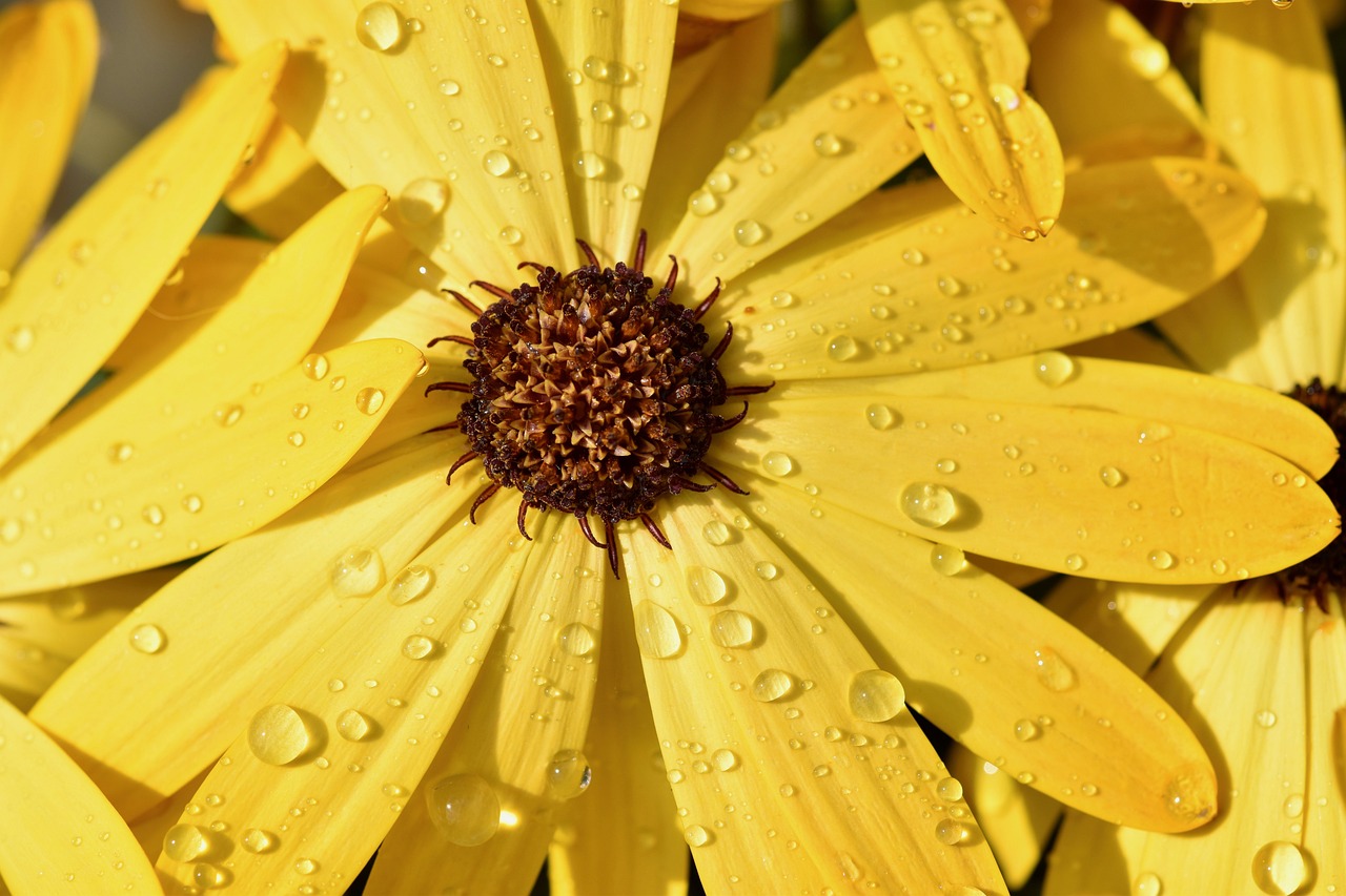 Gele bloem met waterdruppels in het zonlicht